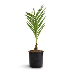 Phoenix Canariensis - Canary Island Date Palm -Plant potted plants Phoenix canariensis Canary Island Date Palm 14x60cm