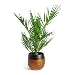 Phoenix Canariensis - Canary Island Date Palm -Plant potted plants Phoenix canariensis Canary Island Date Palm Mya Plant Pot Shiny Mocha 22cm