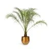 Phoenix Roebelenii - Pygmy Date Palm -Plant potted plants Phoenix roebelenii Pygmy Date Palm 17x50cm Ayka Metal Plant Pots Set4 Old Camel