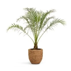 Cody Plant Pot - Straw Grass -Plant potted plants Phoenix roebelenii Pygmy Date Palm 17x50cm Cody Plant Pot Straw Grass 27x26cm 425c9fa2 386a 4cad bf97 eb9815a36266