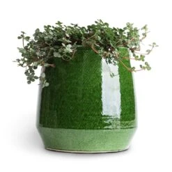 Pilea Glaucophylla Greyzy - Silver Sparkles -Plant potted plants Pilea glaucophylla Greyzy Silver Sparkles 10.5x15cm Remi Plant Pot Green 15x15cm 1f2ac8a4 f8b7 45e3 adc1 63d7197257bc