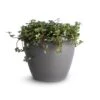 Pilea Glaucophylla Greyzy - Silver Sparkles -Plant potted plants Pilea glaucophylla Greyzy Silver Sparkles 12x20cm Sven Plant Pot Smoke 15x12cm