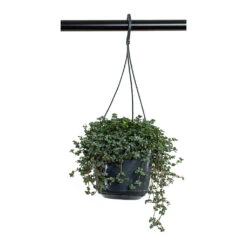 Pilea Glaucophylla Greyzy - Silver Sparkles -Plant potted plants Pilea glaucophylla Greyzy Silver Sparkles 15cm