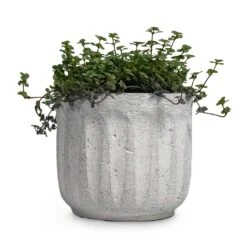 Pilea Glaucophylla Greyzy - Silver Sparkles -Plant potted plants Pilea glaucophylla Greyzy Silver Sparkles Plant Pot Duncan Cement 14x13cm 0e065956 0403 463c a100 7883dea3eba0