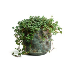 Pilea Glaucophylla Greyzy - Silver Sparkles -Plant potted plants Pilea glaucophylla Greyzy Silver Sparkles Saar Plant Pot Earth Cement