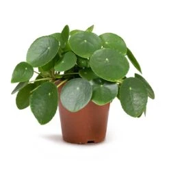 Pilea Peperomioides - Chinese Money Plant 26 Pilea Peperomioides - Chinese Money Plant -Plant potted plants Pilea peperomioides Chinese Money Plant 12x20cm