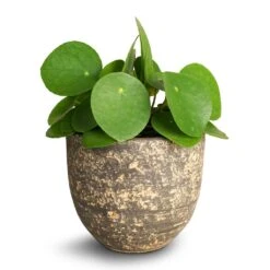 Pilea Peperomioides - Chinese Money Plant 33 Pilea Peperomioides - Chinese Money Plant -Plant potted plants Pilea peperomioides Chinese Money Plant 12x20cm Cas Plant Pot Sahara 15 x13cm 0a0fc162 f405 4438 932f 8329a669c237