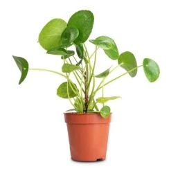 Pilea Peperomioides - Chinese Money Plant 23 Pilea Peperomioides - Chinese Money Plant -Plant potted plants Pilea peperomioides Chinese Money Plant 13x25cm