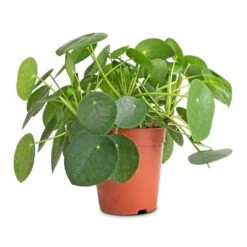 Pilea Peperomioides - Chinese Money Plant 31 Pilea Peperomioides - Chinese Money Plant -Plant potted plants Pilea peperomioides Chinese Money Plant 15x25cm