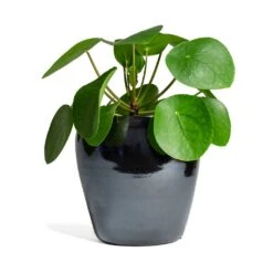 Pilea Peperomioides - Chinese Money Plant 28 Pilea Peperomioides - Chinese Money Plant -Plant potted plants Pilea peperomioides Chinese Money Plant 15x25cm Amora Plant Pot Anthracite Mirror 21x21cm 337cb125 61f5 41d7 8138 49d609642e9f