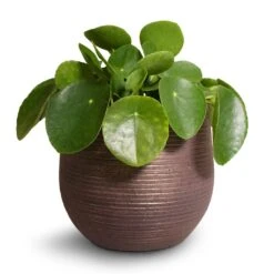 Pilea Peperomioides - Chinese Money Plant 22 Pilea Peperomioides - Chinese Money Plant -Plant potted plants Pilea peperomioides Chinese Money Plant 15x25cm Lydia Plant Pot Shiny Purple 18x16cm 2 ecbfd283 1ac5 46bb 8ff8 eac7e700c0f2
