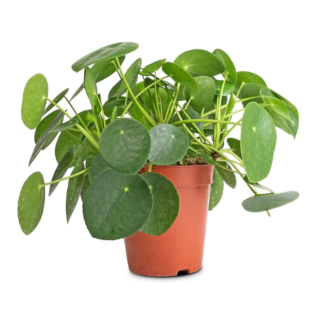Pilea Peperomioides - Chinese Money Plant 15 Pilea Peperomioides - Chinese Money Plant - Image 13