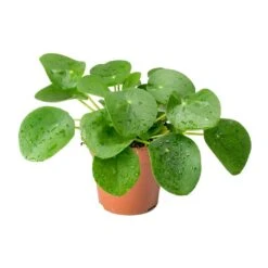 Pilea Peperomioides - Chinese Money Plant 24 Pilea Peperomioides - Chinese Money Plant -Plant potted plants Pilea peperomioides Chinese Money Plant 25cm c52e27b9 a7bd 46f1 88b1 d28e50dc948c