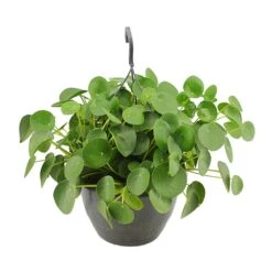 Pilea Peperomioides - Chinese Money Plant 34 Pilea Peperomioides - Chinese Money Plant -Plant potted plants Pilea peperomioides Chinese Money Plant 27x40cm