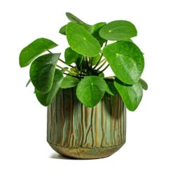 Pilea Peperomioides - Chinese Money Plant 29 Pilea Peperomioides - Chinese Money Plant -Plant potted plants Pilea peperomioides Chinese Money Plant Caro Metal Plant Pots Set of 6 Copper Green