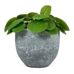 Pilea Peperomioides - Chinese Money Plant 27 Pilea Peperomioides - Chinese Money Plant -Plant potted plants Pilea peperomioides Chinese Money Plant Karlijn Plant Pot Anthracite 54639b3d c8be 47df 9d9b 12385c46e994