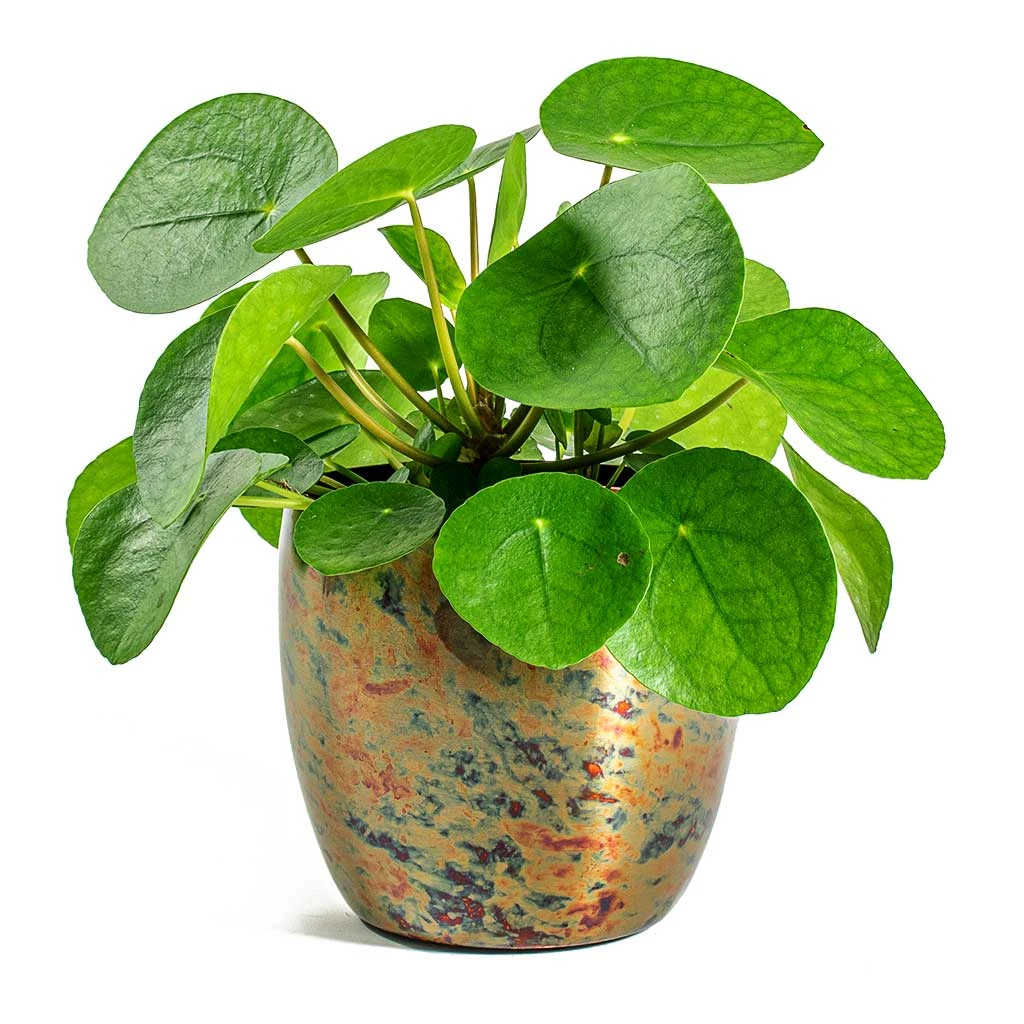 Pilea Peperomioides - Chinese Money Plant 9 Pilea Peperomioides - Chinese Money Plant - Image 7