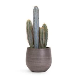 Pilocereus Pachycladus Azureus - Blue Columnar Cactus -Plant potted plants Pilocereus pachycladus Blue Column Cactus 17x30cm Esra Plant Pot Mystic Grey 22x20cm