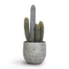 Pilocereus Pachycladus Azureus - Blue Columnar Cactus -Plant potted plants Pilocereus pachycladus Blue Column Cactus 17x30cm Evi Plant Pot Antique Bronze 22x20cm