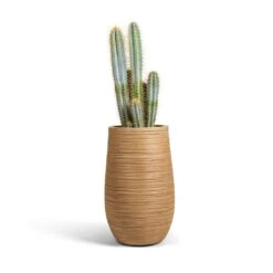 Dune Partner Planter - Almond -Plant potted plants Pilocereus pachycladus azureus Blue Columnar Cactus 17x60cm Dune Partner Planter Almond 25x40cm