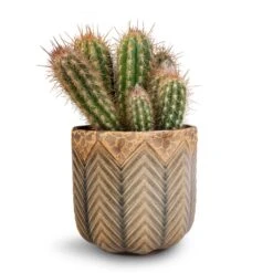 Pilosocereus Gounellei - Xique-Xique Cactus -Plant potted plants Pilosocereus gounellei Xique Xique Cactus 10.5x15cm Cecil Plant Pot Taupe 13x12cm