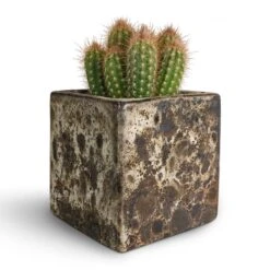 Lava Cube Relic Planter - Black -Plant potted plants Pilosocereus gounellei Xique Xique Cactus 10.5x15cm Lava Cube Relic Planter Black 16x16x16cm be595036 bbab 4305 9fc9 ce8ff94ec716