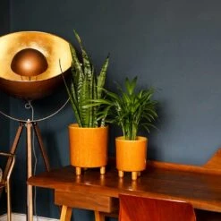 Pisa Plant Pot - Mustard -Plant potted plants Pisa Plant Pot Mustard 20 x 24cm