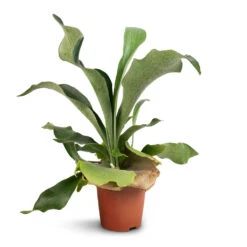 Platycerium Bifurcatum - Common Staghorn Fern 21 Platycerium Bifurcatum - Common Staghorn Fern -Plant potted plants Platycerium Bifurcatum Common Staghorn Fern 12x40cm 1