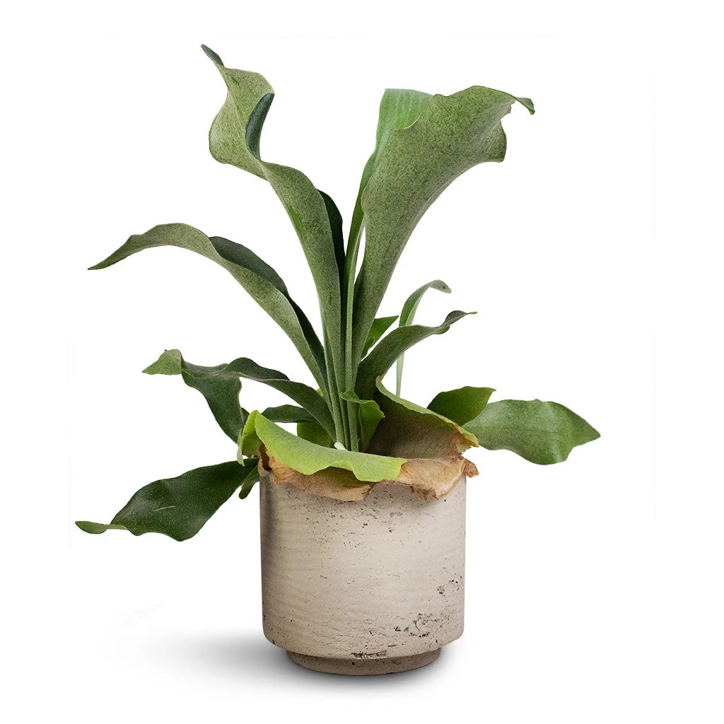 Platycerium Bifurcatum - Common Staghorn Fern 6 Platycerium Bifurcatum - Common Staghorn Fern - Image 4