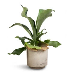 Novi Plant Pot - Grey Washed 14 Novi Plant Pot - Grey Washed -Plant potted plants Platycerium Bifurcatum Common Staghorn Fern 12x40cm Novi Plant Pot Grey Washed 15x13.5cm d1acab64 28ab 4fe9 bc85 8a192ddea653