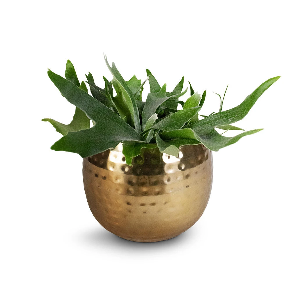 Platycerium Bifurcatum - Common Staghorn Fern 18 Platycerium Bifurcatum - Common Staghorn Fern - Image 16