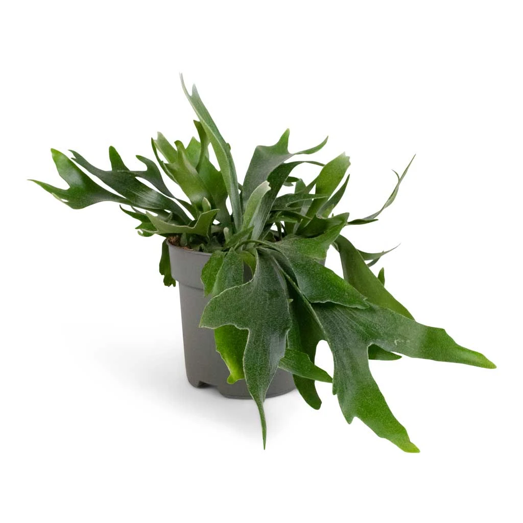 Platycerium Bifurcatum - Common Staghorn Fern 8 Platycerium Bifurcatum - Common Staghorn Fern - Image 6
