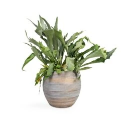 Platycerium Bifurcatum - Common Staghorn Fern 25 Platycerium Bifurcatum - Common Staghorn Fern -Plant potted plants Platycerium bifurcatum Common Staghorn Fern 17x35cm Dex Plant Pot Earth 28x25cm 82a9101b 42fb 4cfb a527 dfa04d738e75