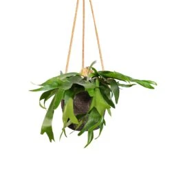 Platycerium Bifurcatum - Common Staghorn Fern 29 Platycerium Bifurcatum - Common Staghorn Fern -Plant potted plants Platycerium bifurcatum Common Staghorn Fern 17x35cm Igmar Hanging Plant Basket Grey 19x17cm 9ede0a35 cdb3 4fd3 9565 b746d835c448