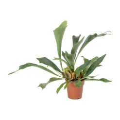 Platycerium Bifurcatum - Common Staghorn Fern 28 Platycerium Bifurcatum - Common Staghorn Fern -Plant potted plants Platycerium bifurcatum Common Staghorn Fern