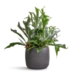 Mini Valerie Plant Pot - Black Washed -Plant potted plants Platycerium bifurcatum Common Staghorn Fern 26x60cm Mini Valerie Plant Pot Black Washed 36x28cm 71483ff2 50cd 470a 8b60 e34bb15bdf7e