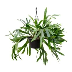 Platycerium Bifurcatum - Common Staghorn Fern 32 Platycerium Bifurcatum - Common Staghorn Fern -Plant potted plants Platycerium bifurcatum Common Staghorn Fern 28x60cm
