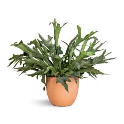 Terracotta Plant Pot -Plant potted plants Platycerium bifurcatum Common Staghorn Fern 28x60cm Terracotta Plant Pot 38x33cm 2