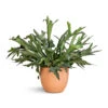 Platycerium Bifurcatum - Common Staghorn Fern 1 Platycerium Bifurcatum - Common Staghorn Fern -Plant potted plants Platycerium bifurcatum Common Staghorn Fern 28x60cm Terracotta Plant Pot 38x33cm 2 34b4fed4 82fc 4d14 93b7 7c229c574a41