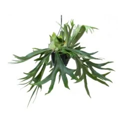 Platycerium Bifurcatum - Common Staghorn Fern 30 Platycerium Bifurcatum - Common Staghorn Fern -Plant potted plants Platycerium bifurcatum Common Staghorn Fern Hanging Indoor Plant