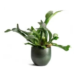 Platycerium Bifurcatum - Common Staghorn Fern 31 Platycerium Bifurcatum - Common Staghorn Fern -Plant potted plants Platycerium bifurcatum Common Staghorn Fern Zembla Plant Pot 9f149bef a8ba 447e b61d a97307c41497