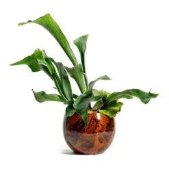 Platycerium Bifurcatum - Common Staghorn Fern 23 Platycerium Bifurcatum - Common Staghorn Fern -Plant potted plants Platycerium bifurcatum Common Staghorn Fern kae cayenne plant pot