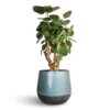 Polyscias Fabian - Aralia Fabian 1 Polyscias Fabian - Aralia Fabian -Plant potted plants Polyscias Fabian Aralia Fabian 24x70cm Ninthe Metal Plant Pot Metallic Petrol 36x31cm