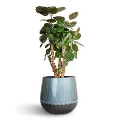 Ninthe Metal Plant Pot - Metallic Petrol 21 Ninthe Metal Plant Pot - Metallic Petrol -Plant potted plants Polyscias Fabian Aralia Fabian 24x70cm Ninthe Metal Plant Pot Metallic Petrol 36x31cm 7089797b 9768 4dd7 8e43 0d43afab0e3a