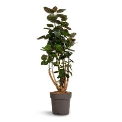 Polyscias Fabian - Aralia Fabian 21 Polyscias Fabian - Aralia Fabian -Plant potted plants Polyscias Fabian Aralia Fabian 24x80cm