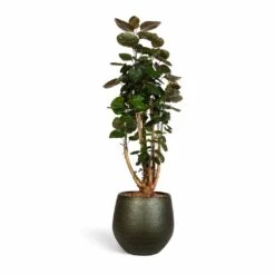 Polyscias Fabian - Aralia Fabian 24 Polyscias Fabian - Aralia Fabian -Plant potted plants Polyscias Fabian Aralia Fabian 24x80cm Noor Plant Pot Velvet Green 33x30cm