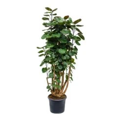 Polyscias Fabian - Aralia Fabian 30 Polyscias Fabian - Aralia Fabian -Plant potted plants Polyscias Fabian Aralia Fabian 29x115cm
