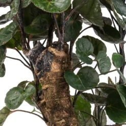 Polyscias Fabian - Aralia Fabian 20 Polyscias Fabian - Aralia Fabian -Plant potted plants Polyscias Fabian Aralia Fabian SWATCH