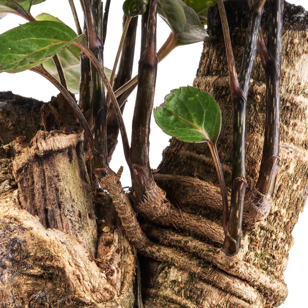 Polyscias Fabian - Aralia Fabian 4 Polyscias Fabian - Aralia Fabian - Image 2