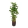 Polyscias Ming - Aralia - HydroCare -Plant potted plants Polyscias Ming Aralia Hydroculture Indoor Plant